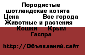 Породистые шотландские котята. › Цена ­ 5 000 - Все города Животные и растения » Кошки   . Крым,Гаспра